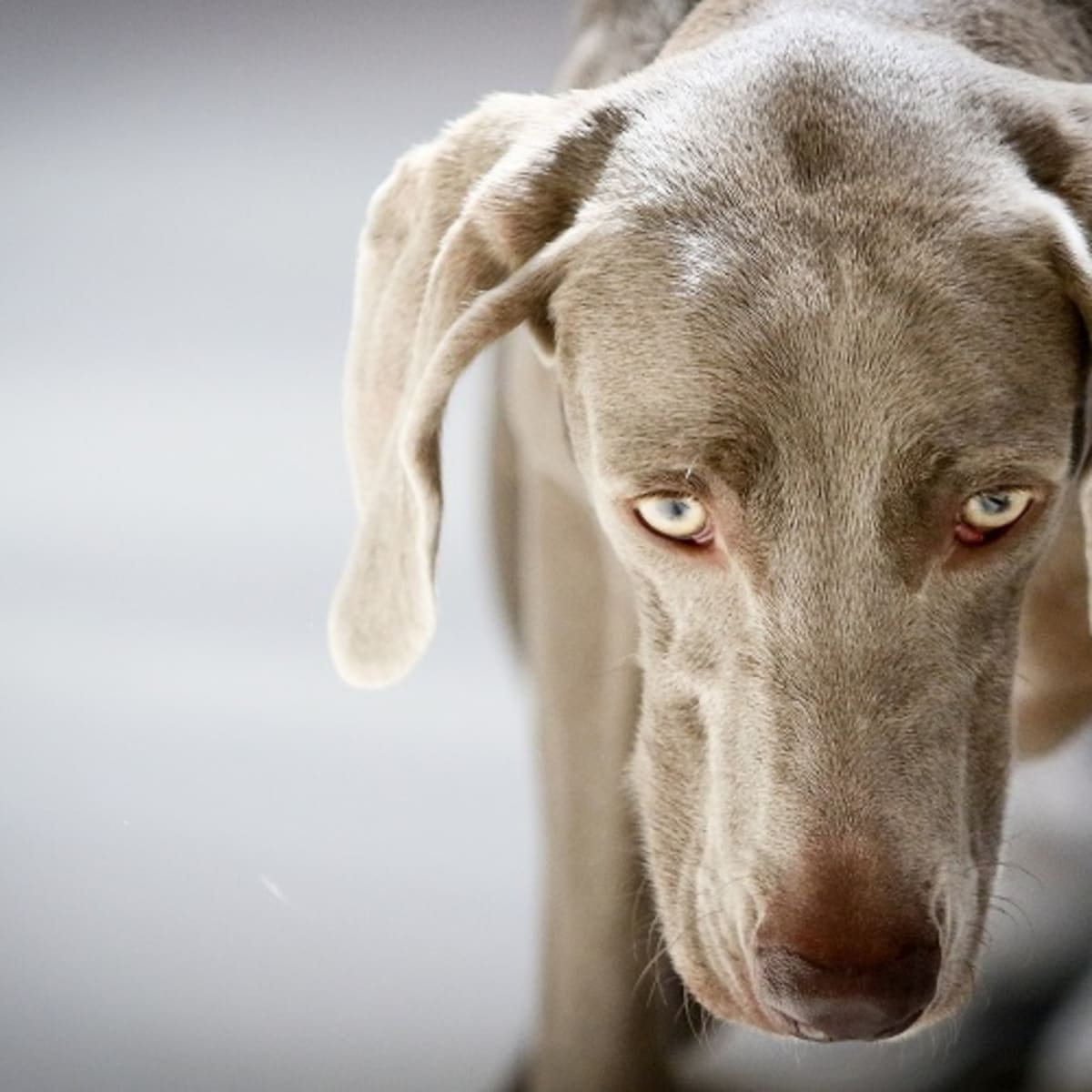 why do dogs pupils get big