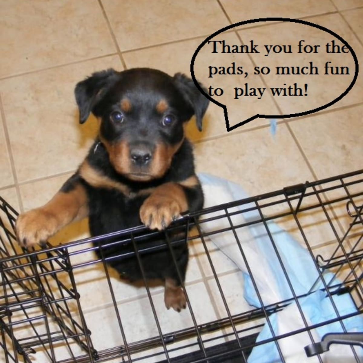 how do you wean a puppy off pee pads
