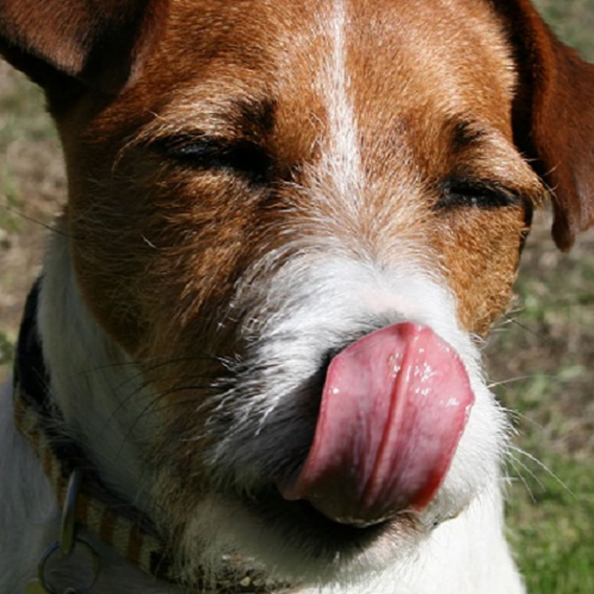 Six Surprising Reasons Why Dogs Smack Their Lips Dog Discoveries