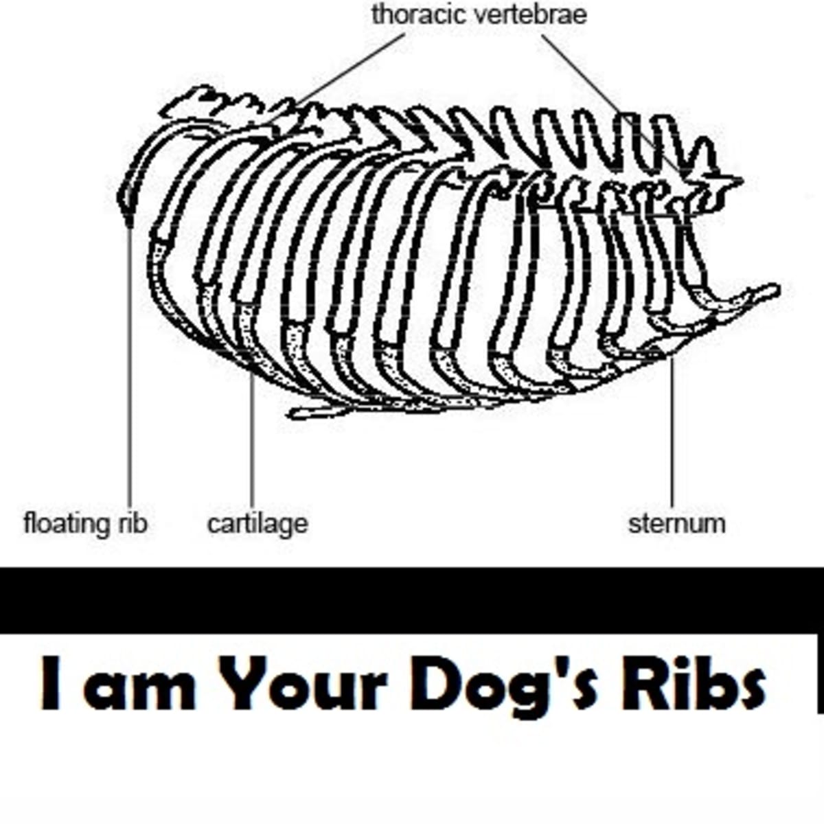 I Am Your Dog S Ribs Dog Discoveries