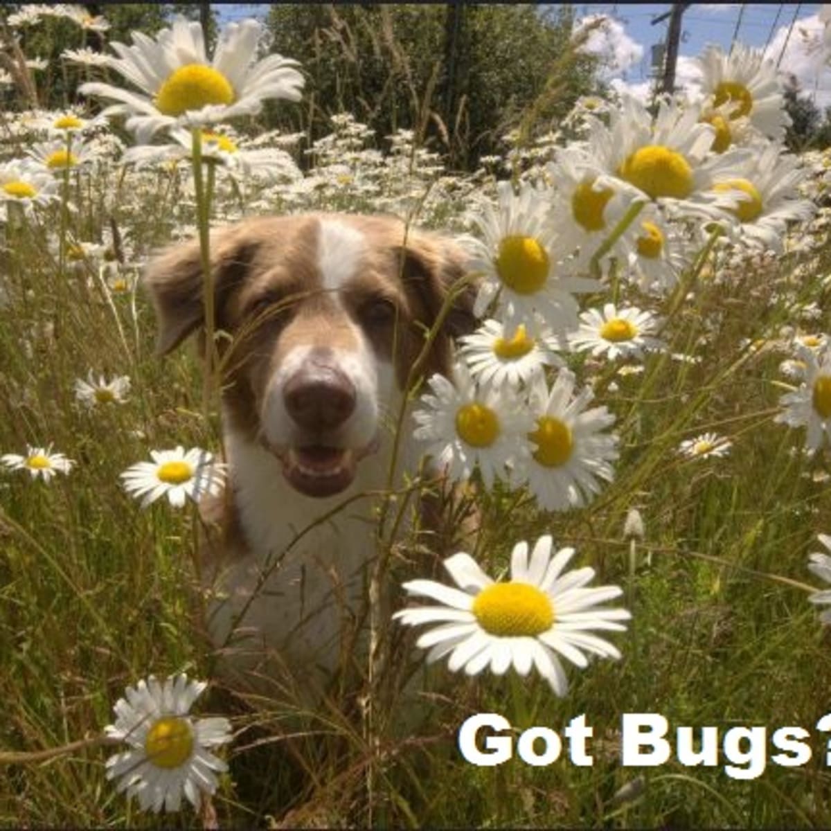 puppy eats bugs