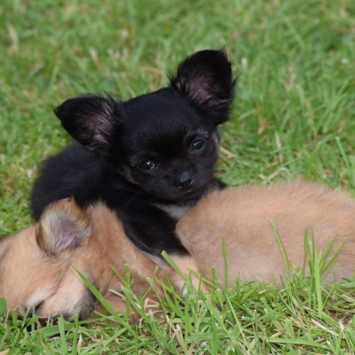 Ironic Funny Chihuahua Dog Names Dog Discoveries