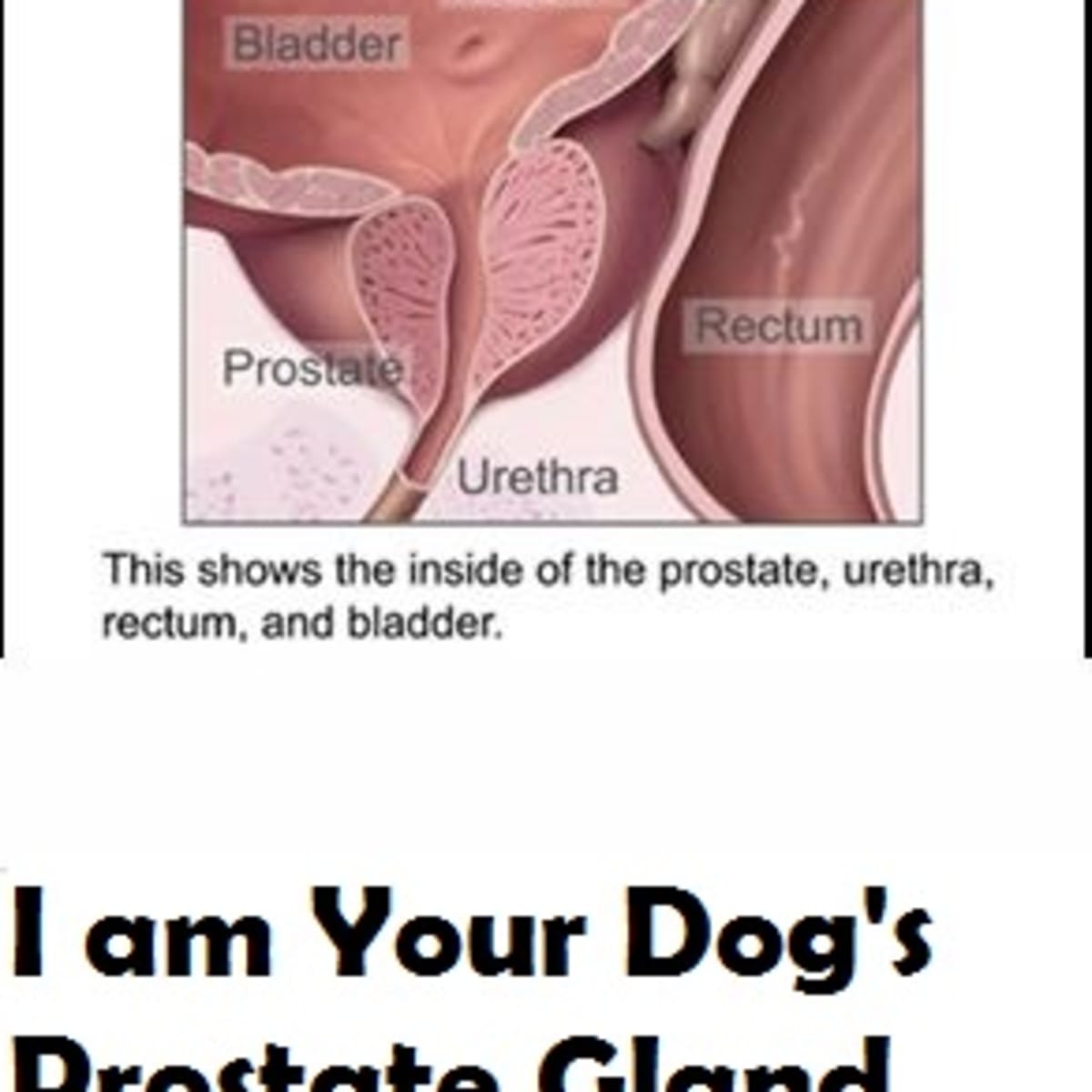 prostatitis in dogs)