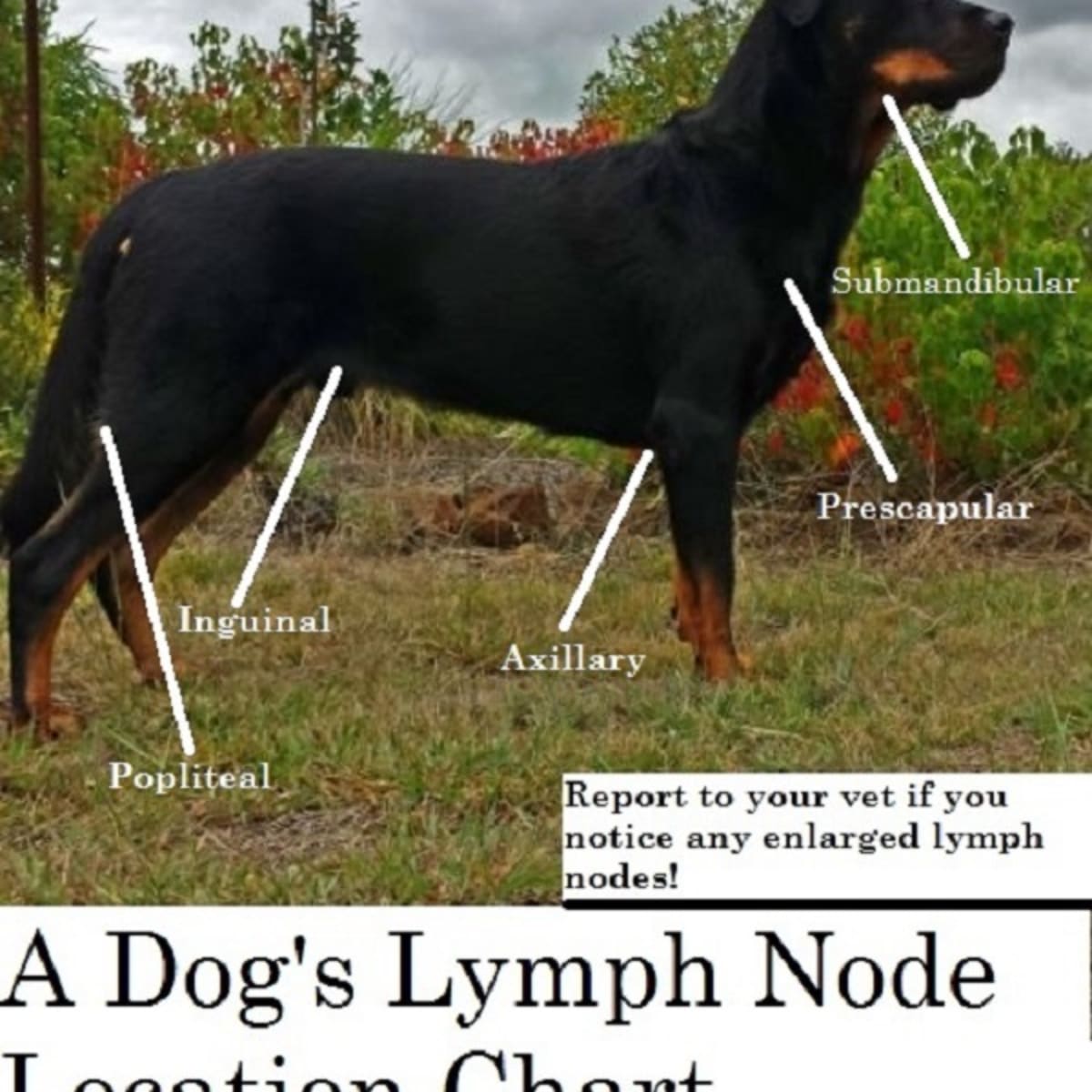 What Causes Swollen Lymph Nodes In Dogs