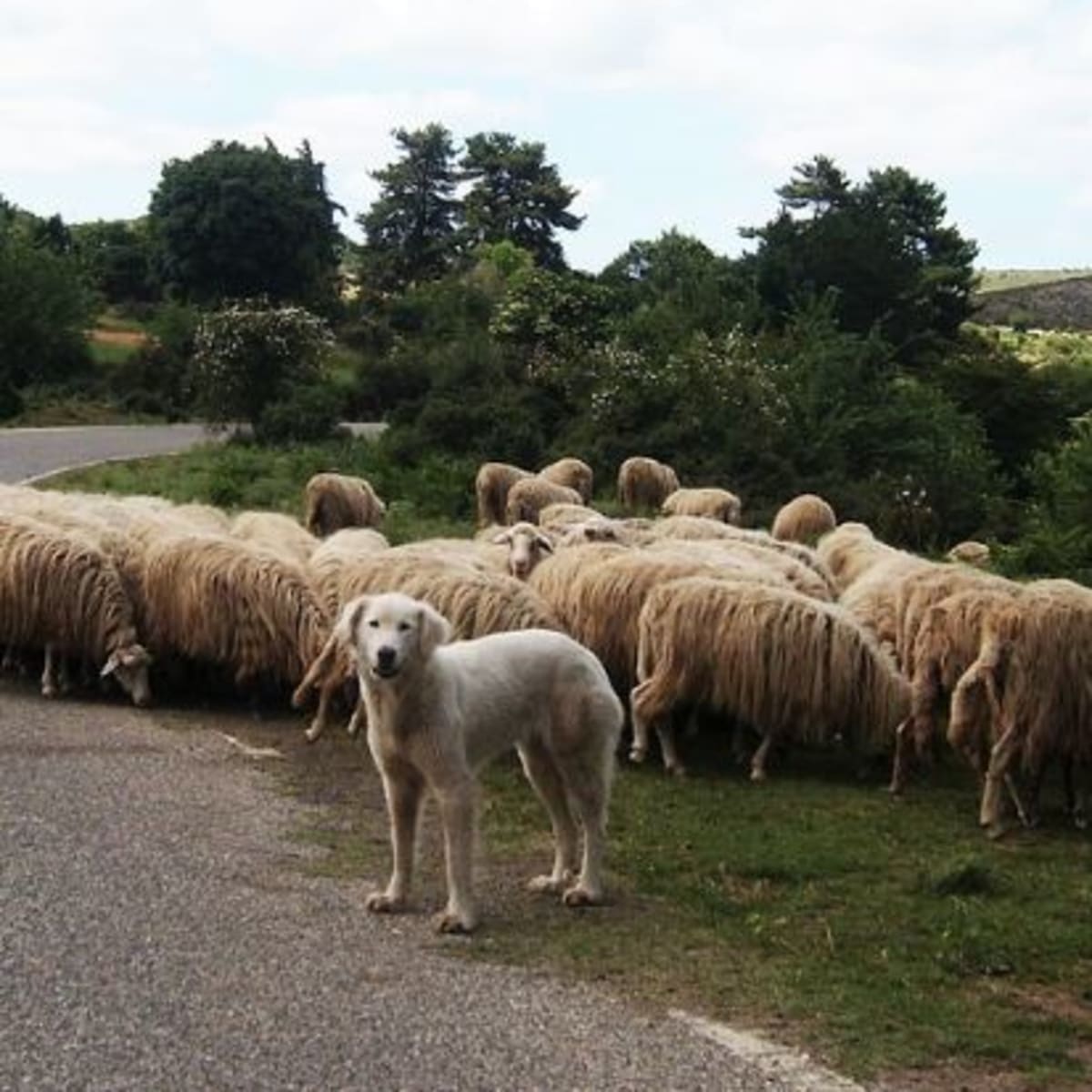 what dogs are good with sheep