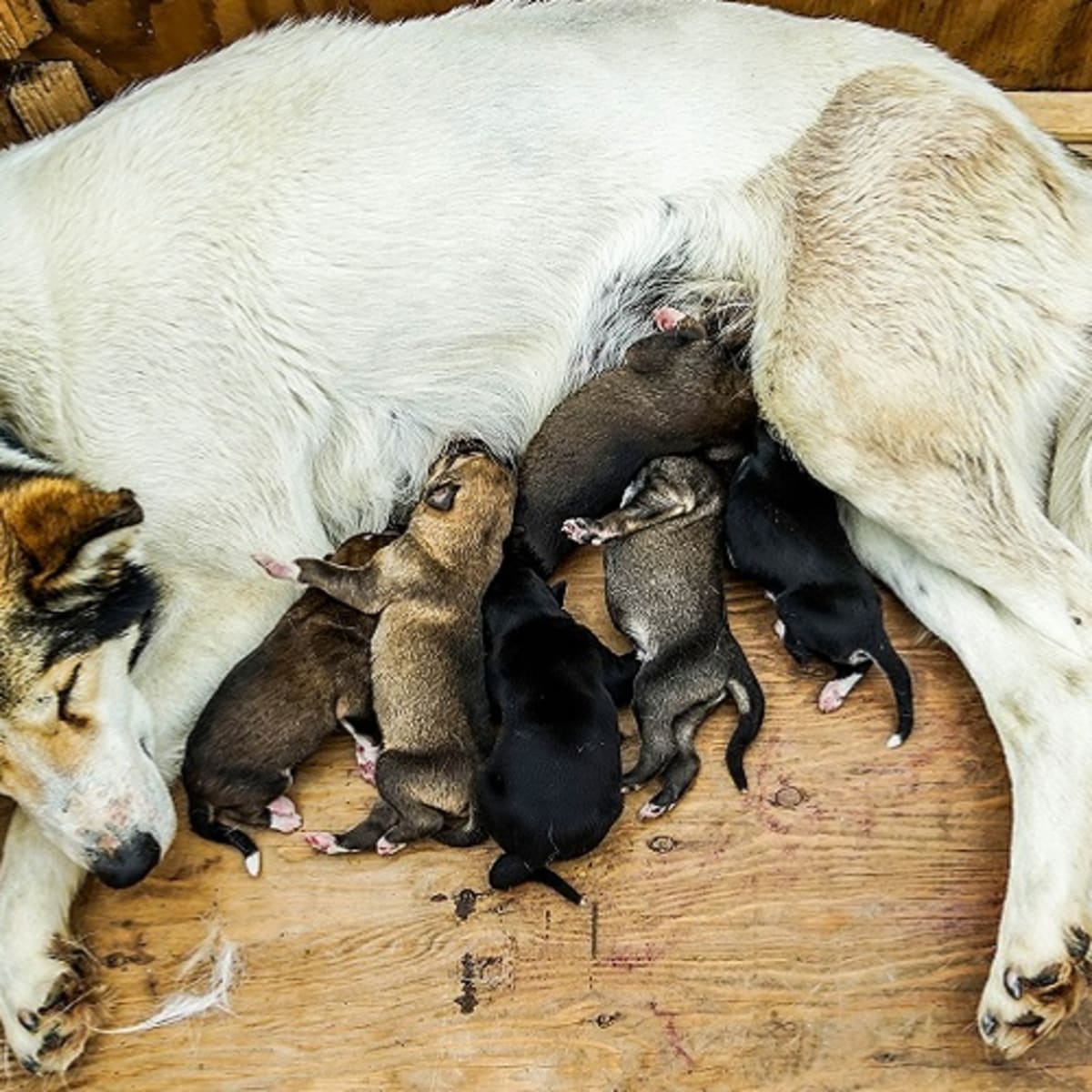 how do i know when my dogs done giving birth