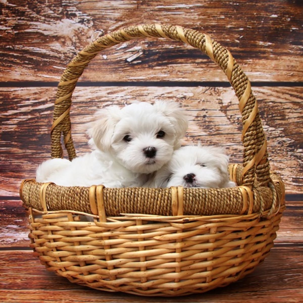 Maltese Puppy Development What You Need To Know Dog Discoveries