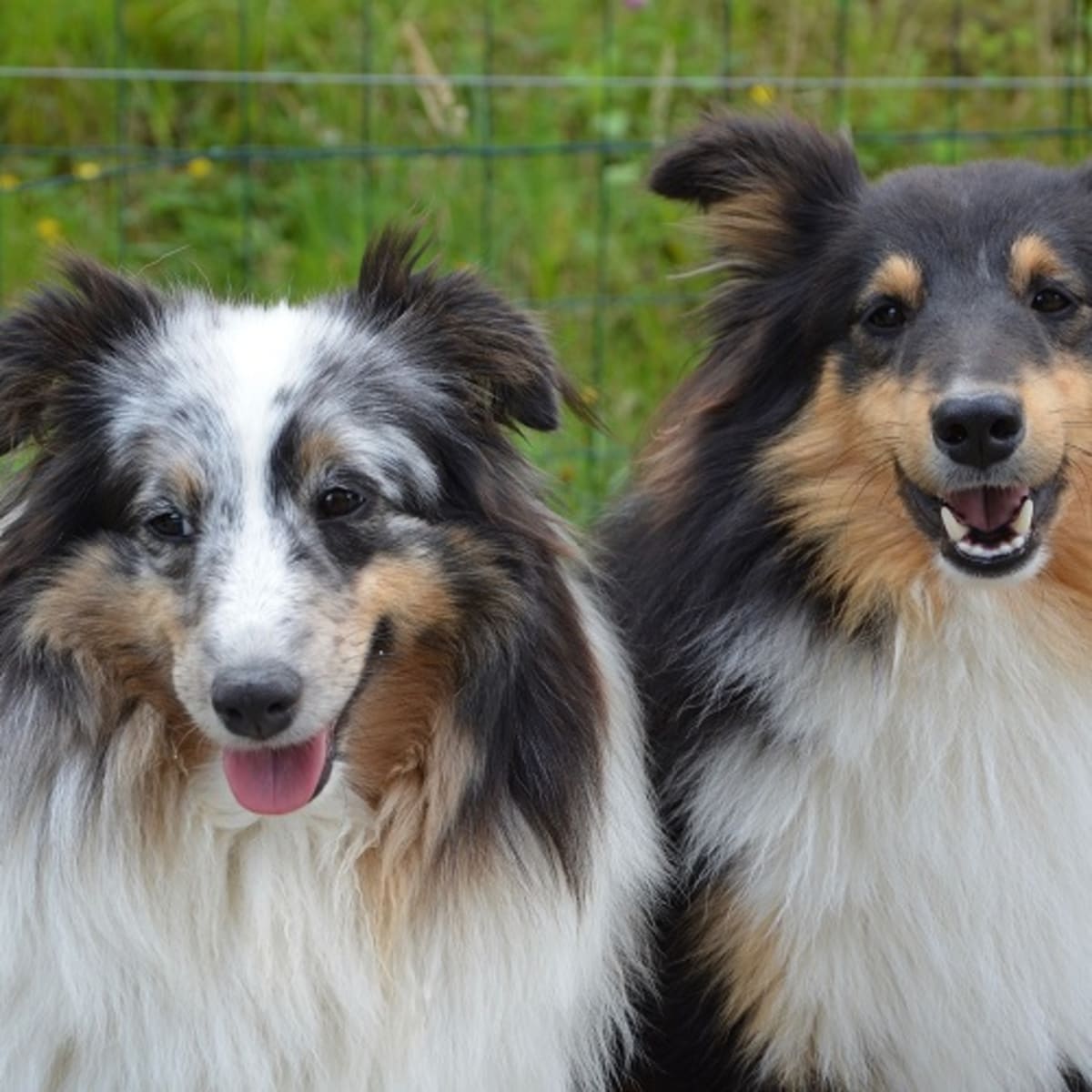 how long do dogs stay together after mating
