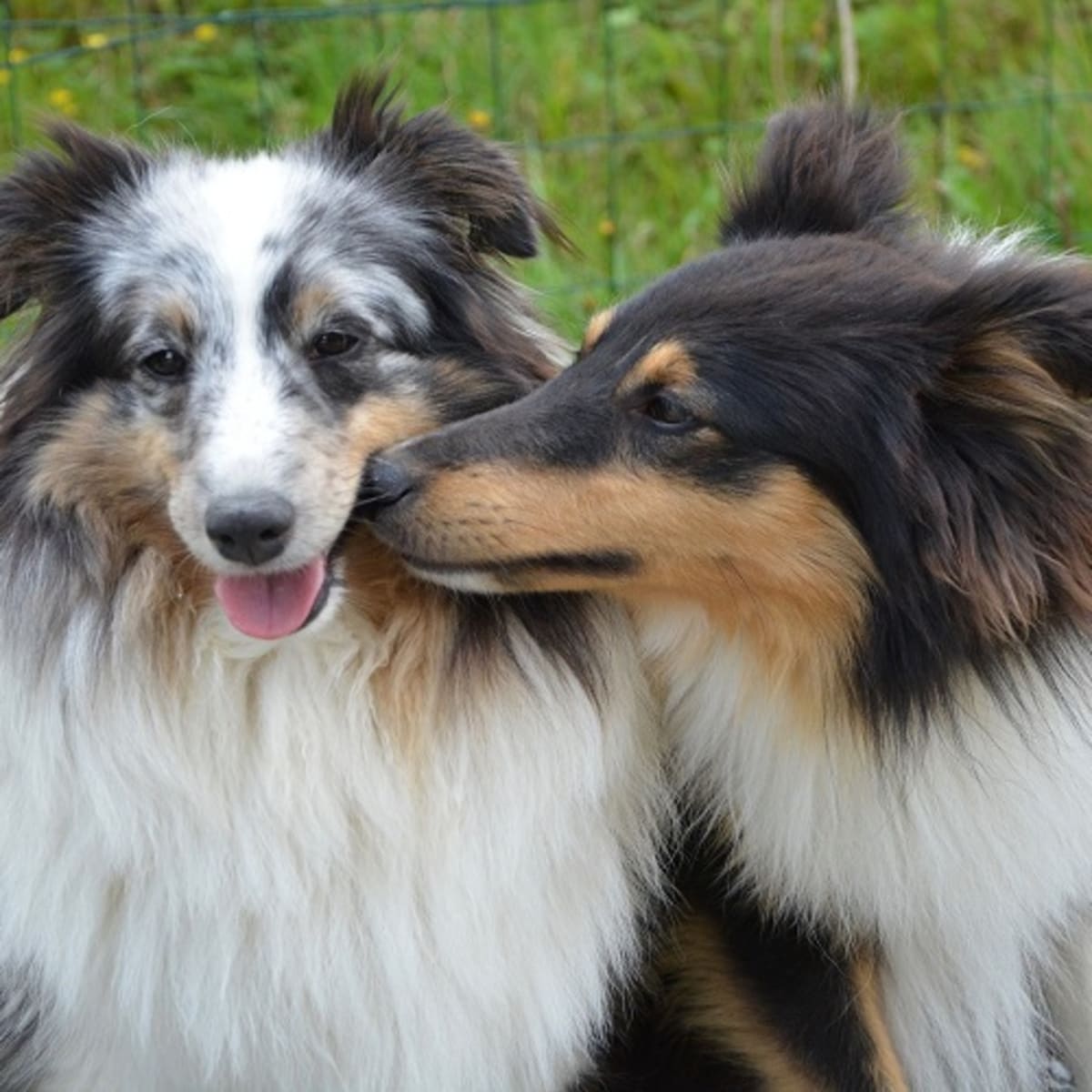 how many times should dogs mate to conceive