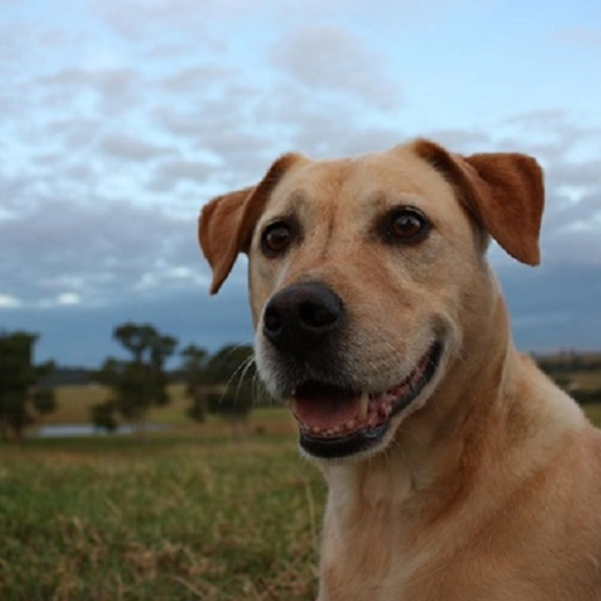 over the counter medicine for vomiting dog