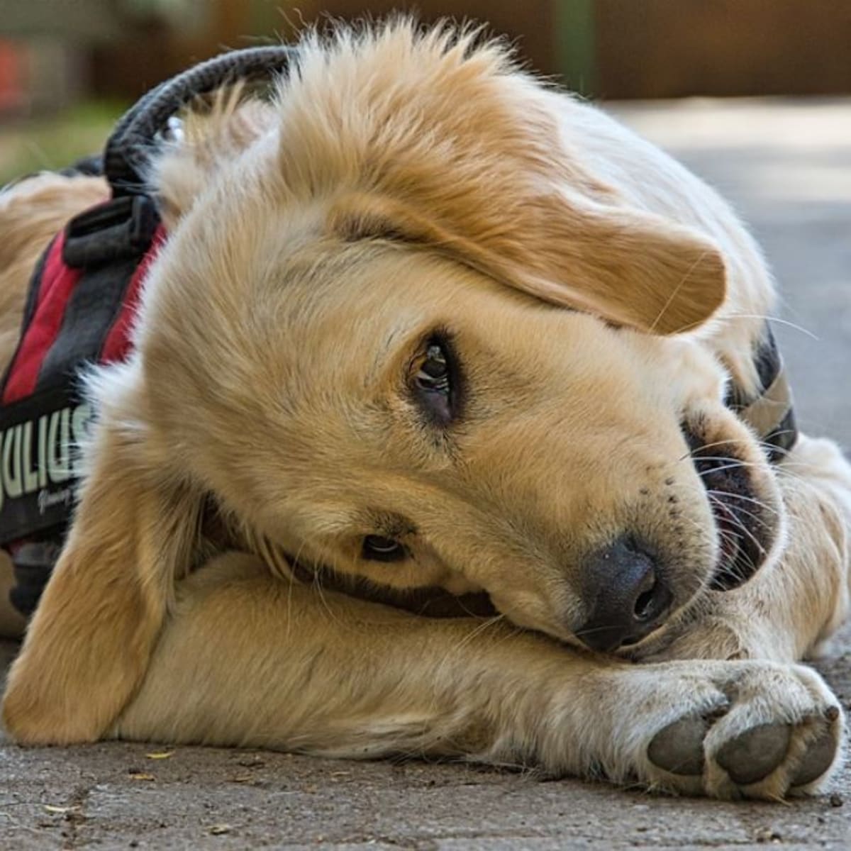 do chicken bones really hurt dogs