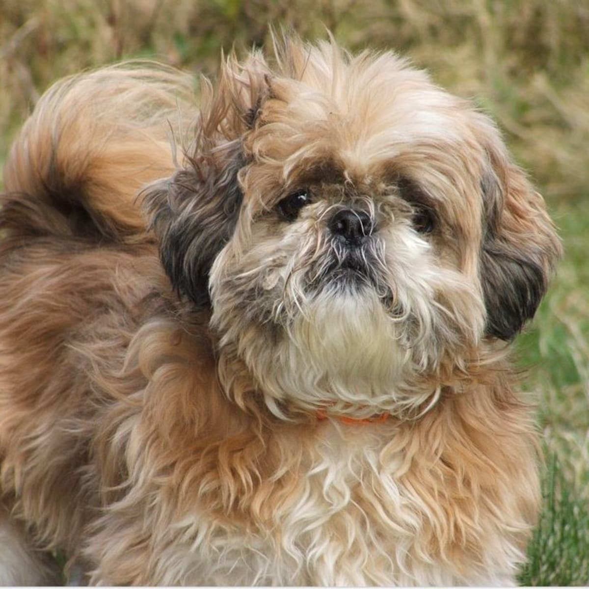 What Should I Do About Matted Hair Infections in Dogs? - Dog Discoveries