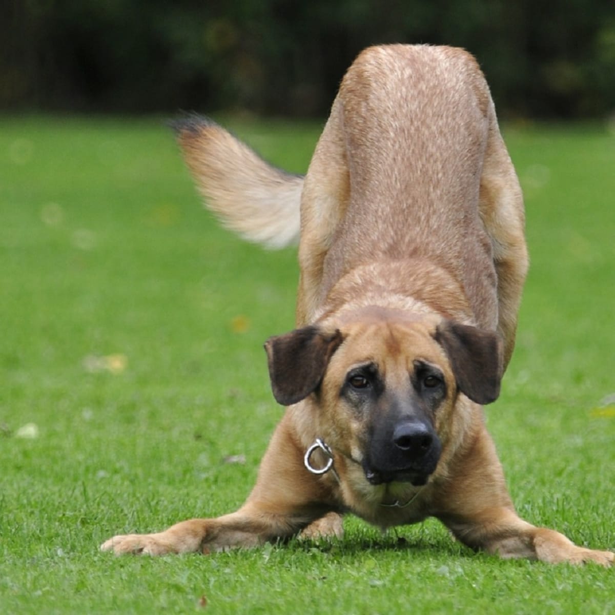 why do dogs stretch when they wake up