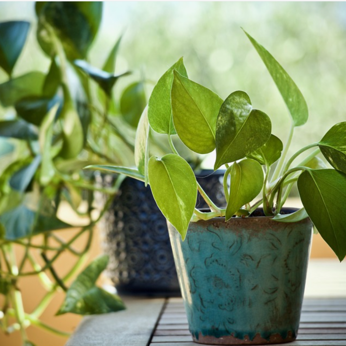 are pothos safe for cats and dogs