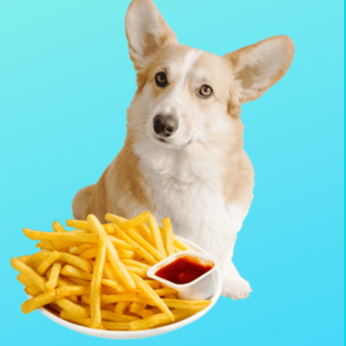 can dogs have hot fries