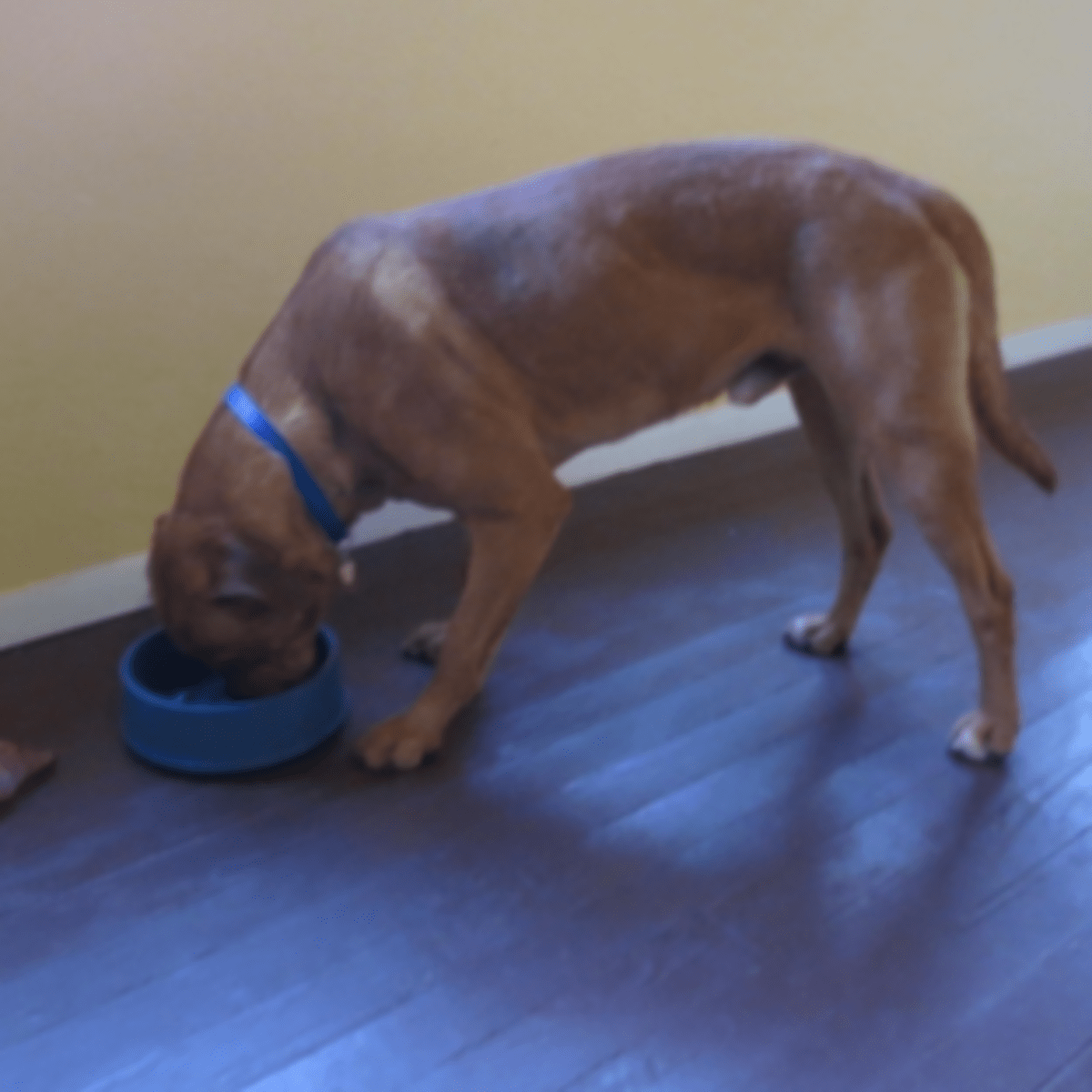 what does hydrolyzed mean in dog food