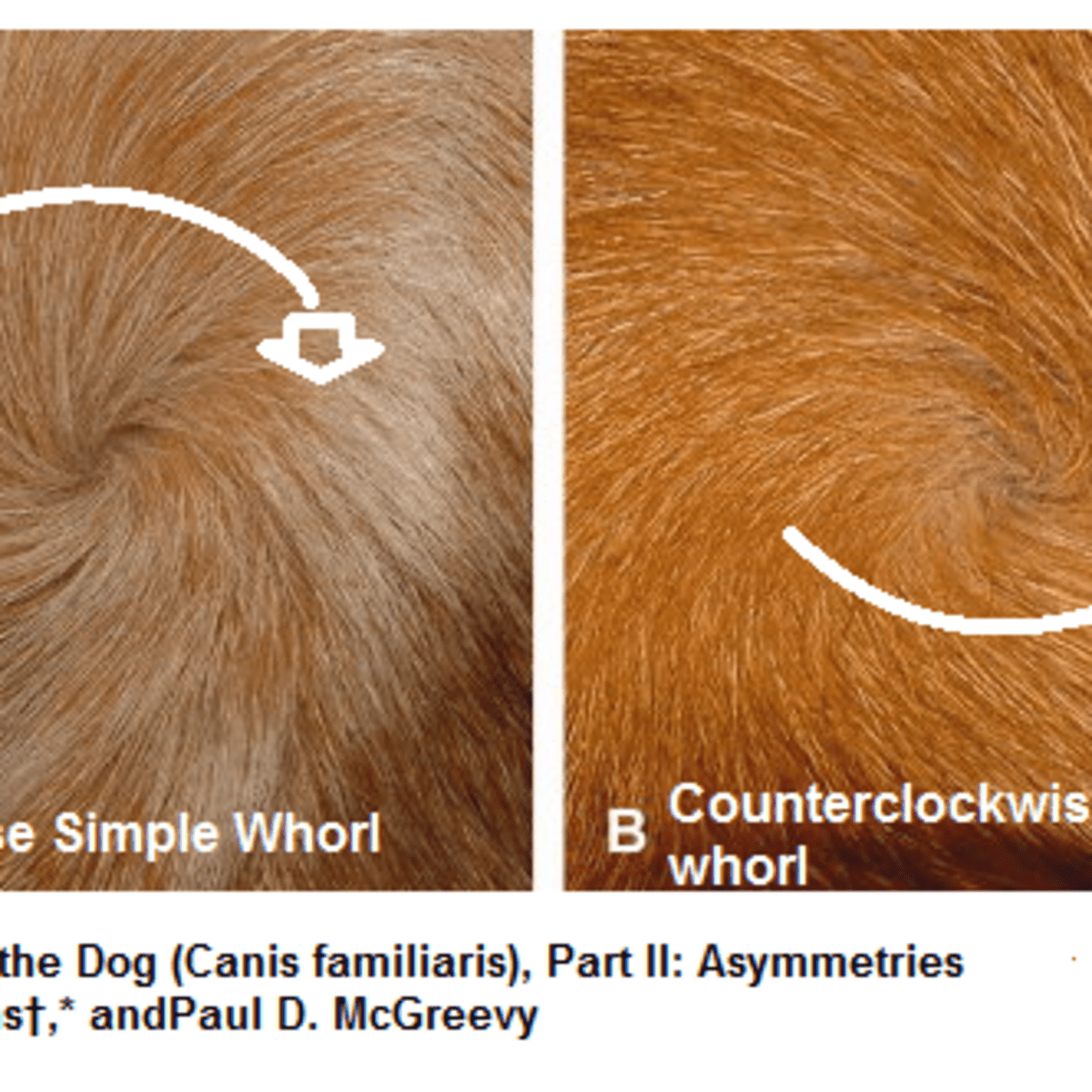 Five Fascinating Facts About Dog Hair Whorls - Dog Discoveries