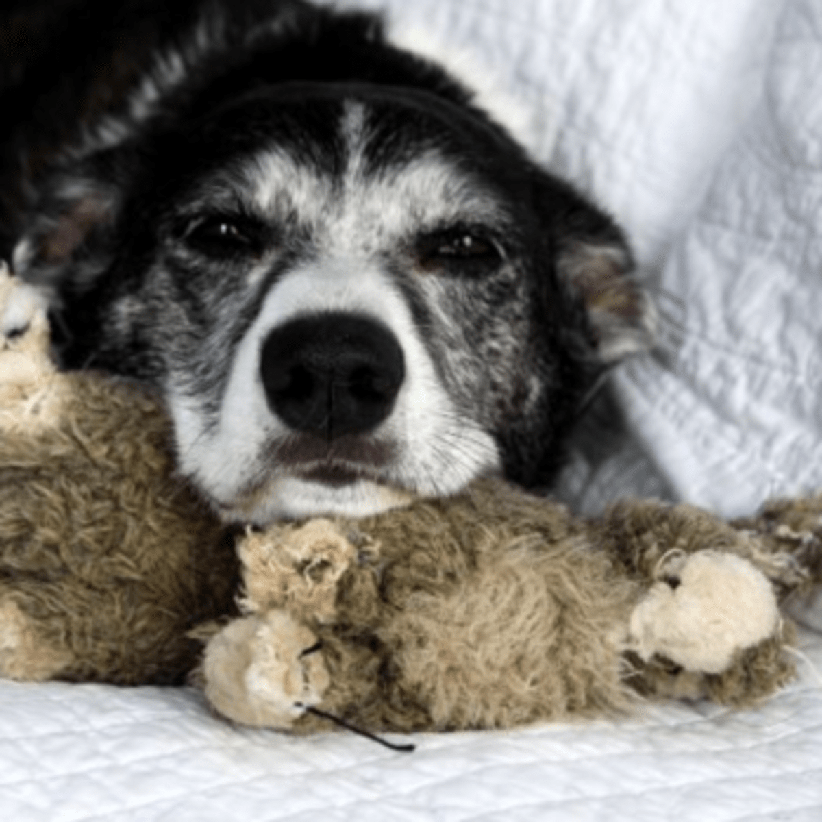 can cephalexin antibiotic be used for prometra in dogs