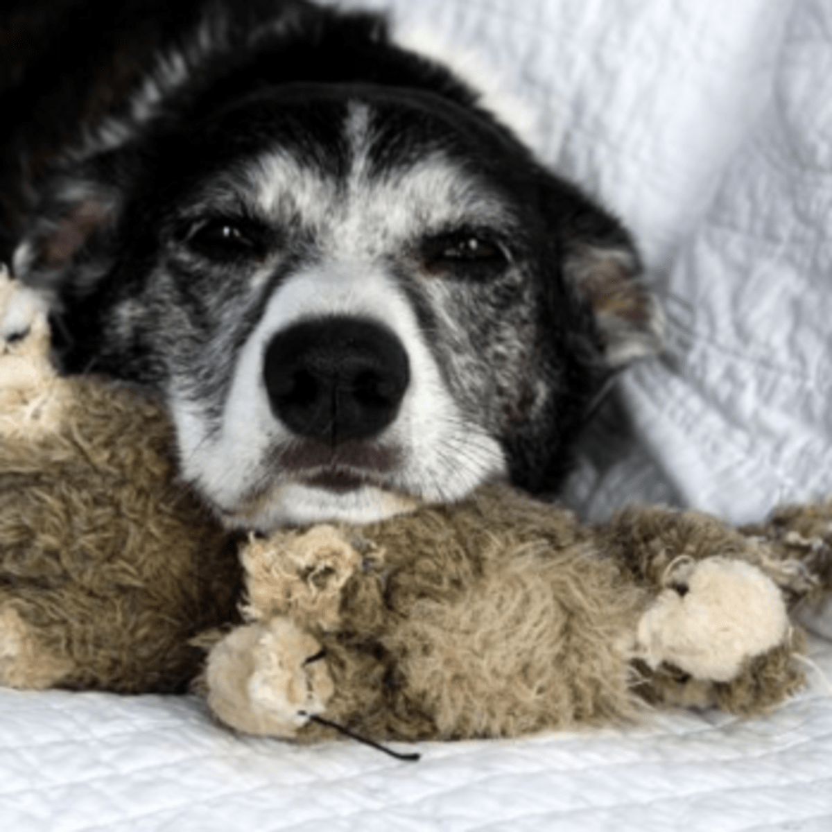 can a dog survive pyometra without surgery