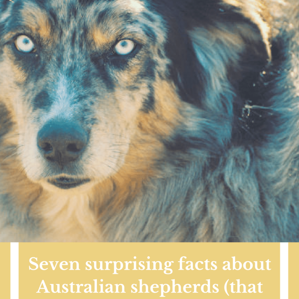 Surprising About Australian Shepherds - Dog Discoveries