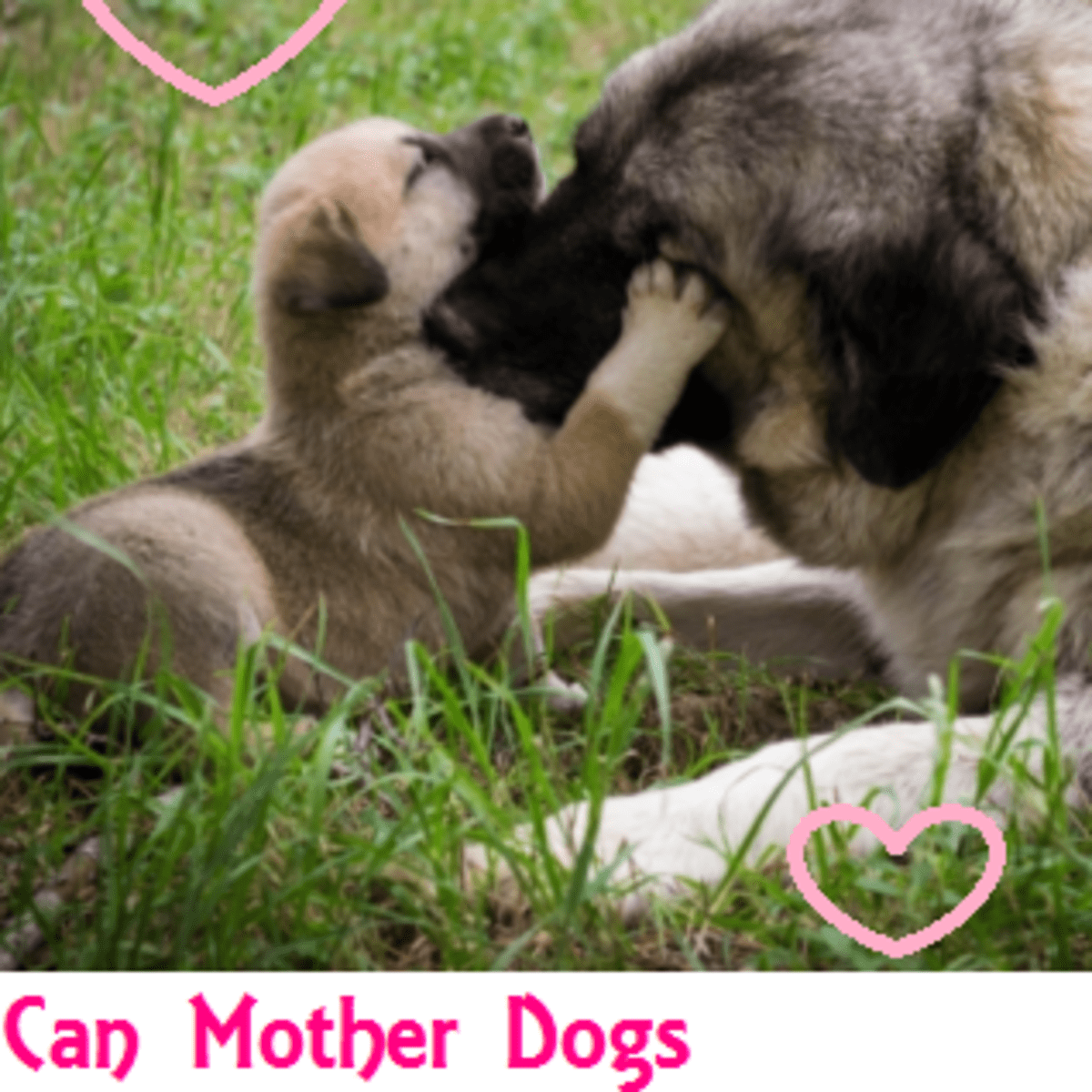 would a dog recognize its mother