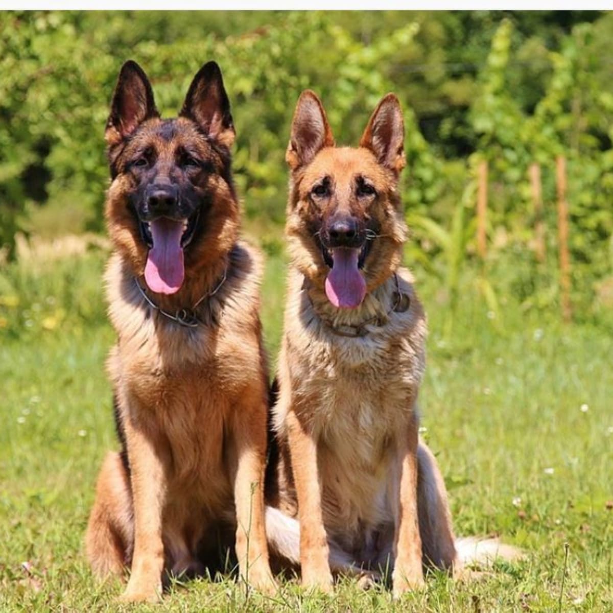 Sexual Dimorphism Male and Female Dog Differences Dog Discoveries