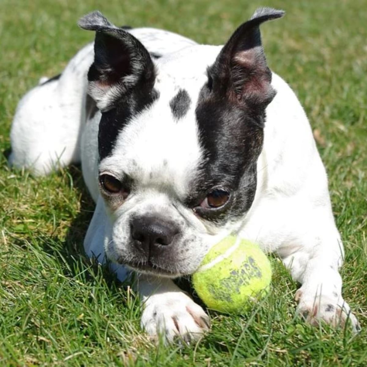 White headed boston terrier best sale