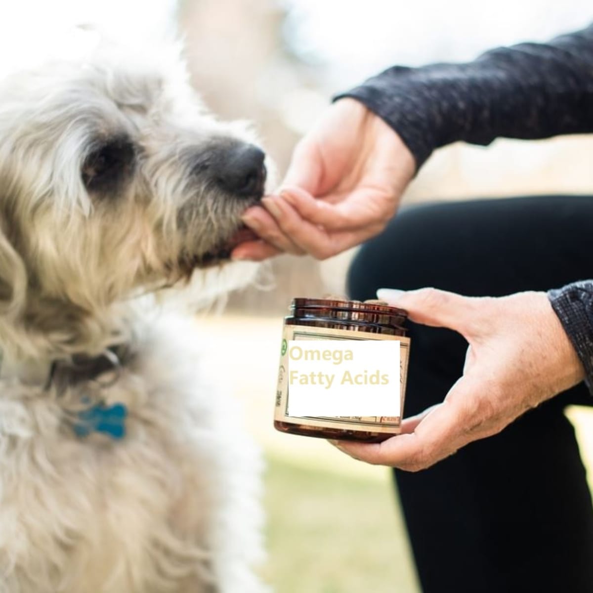Home remedies for top dog dandruff
