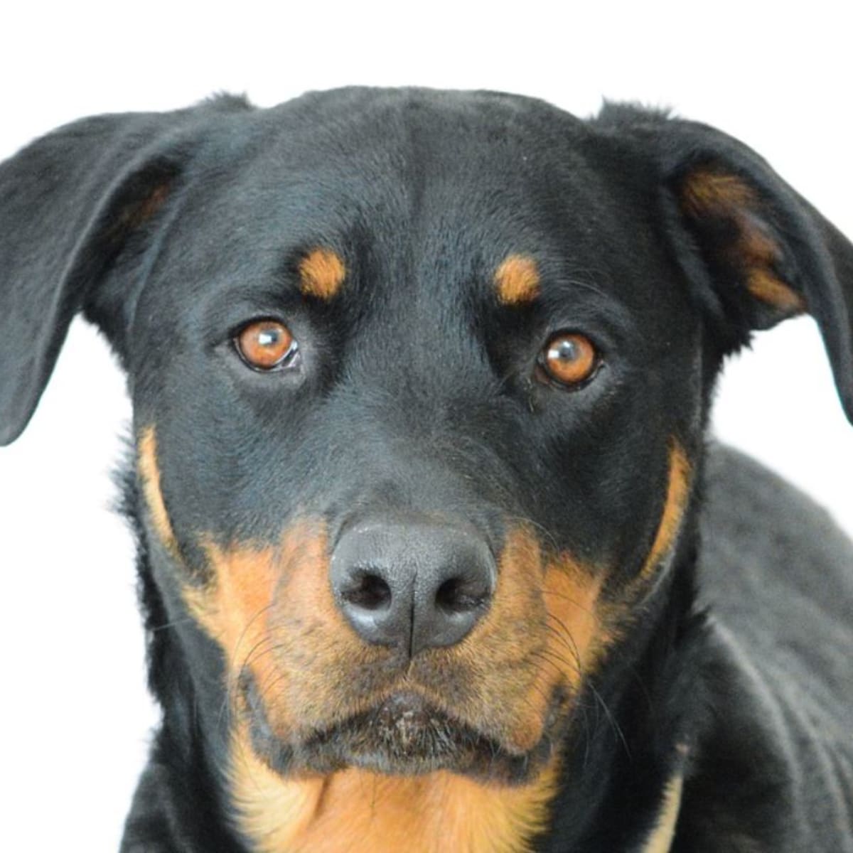 When do female rottweilers go sales into heat