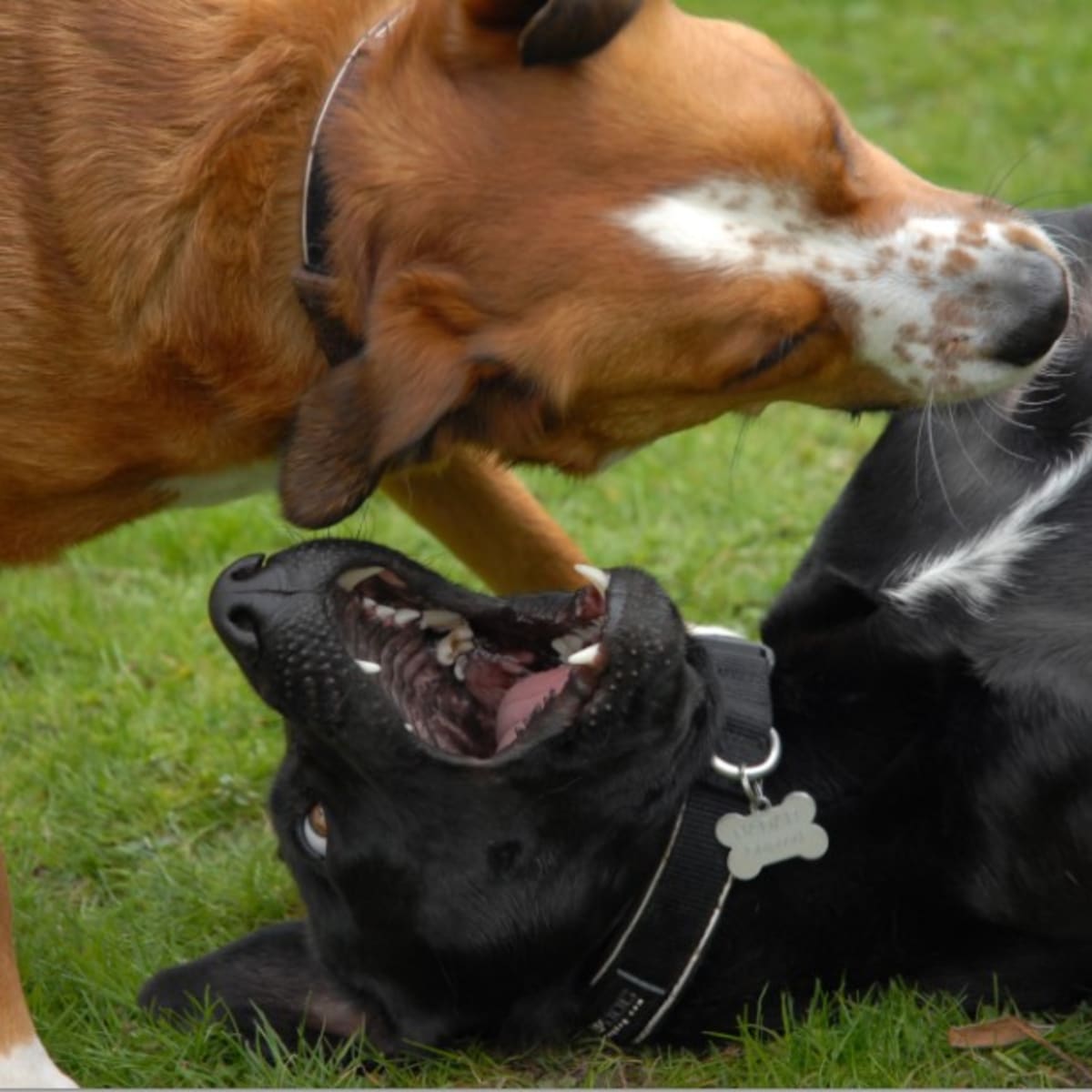 Intact male dog aggression top