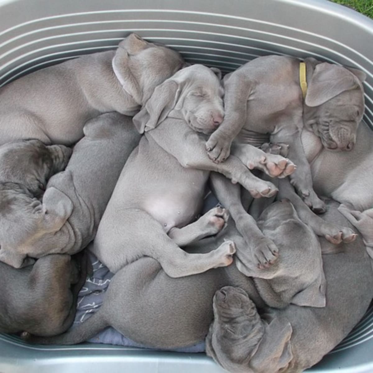 Puppies sleeping store together