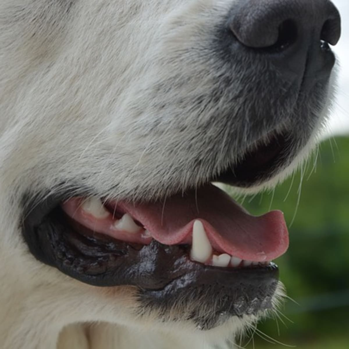 Why Is The Roof Of A Dogs Mouth Black