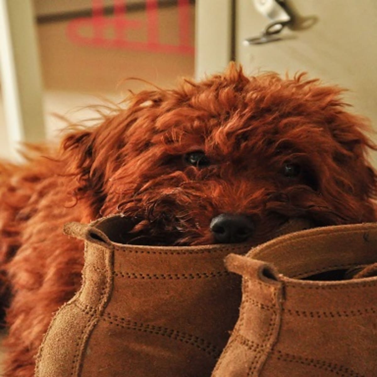 Chew shoes discount