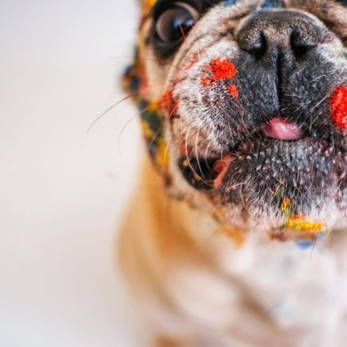 Dog ate store box of crayons