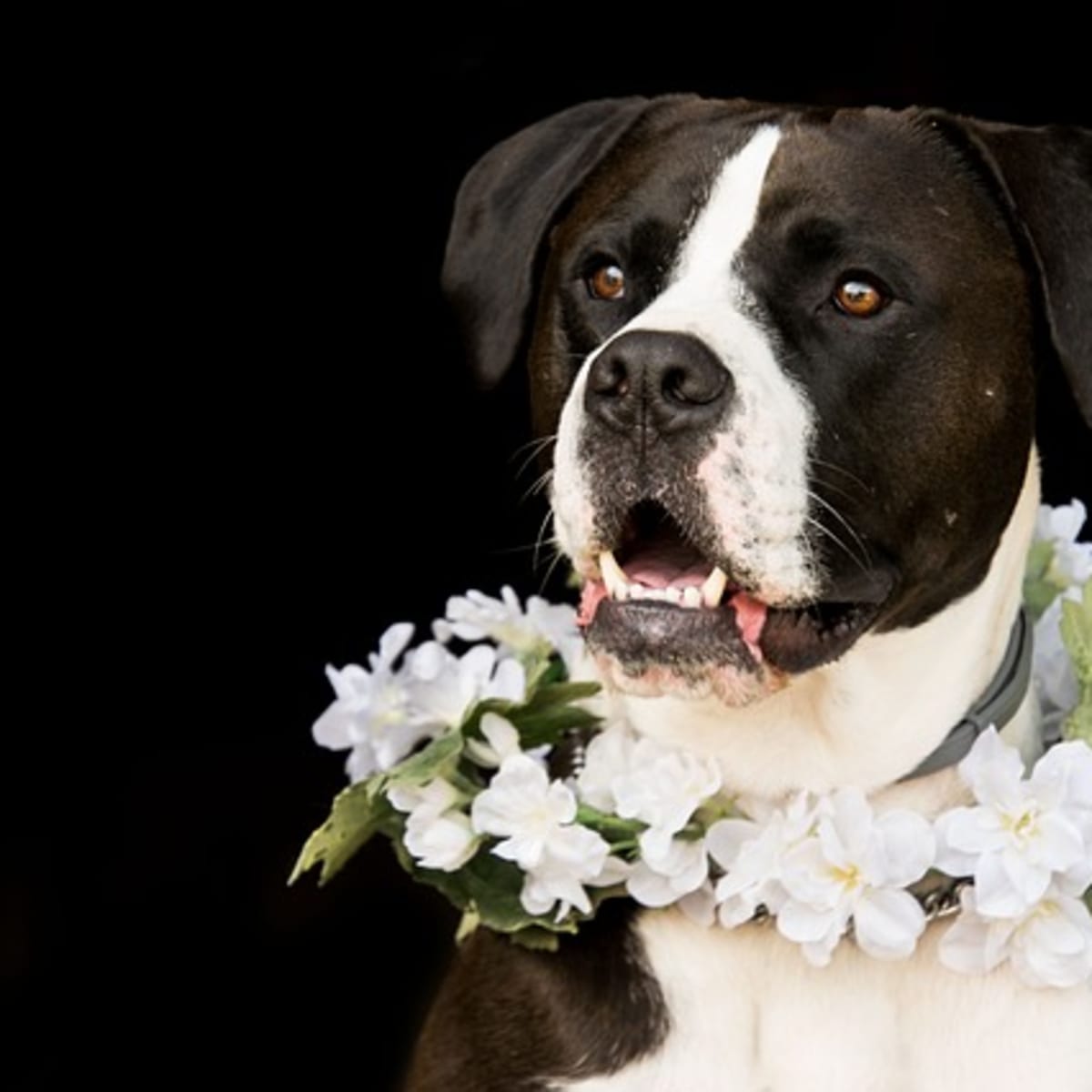 Dog ate oleander clearance