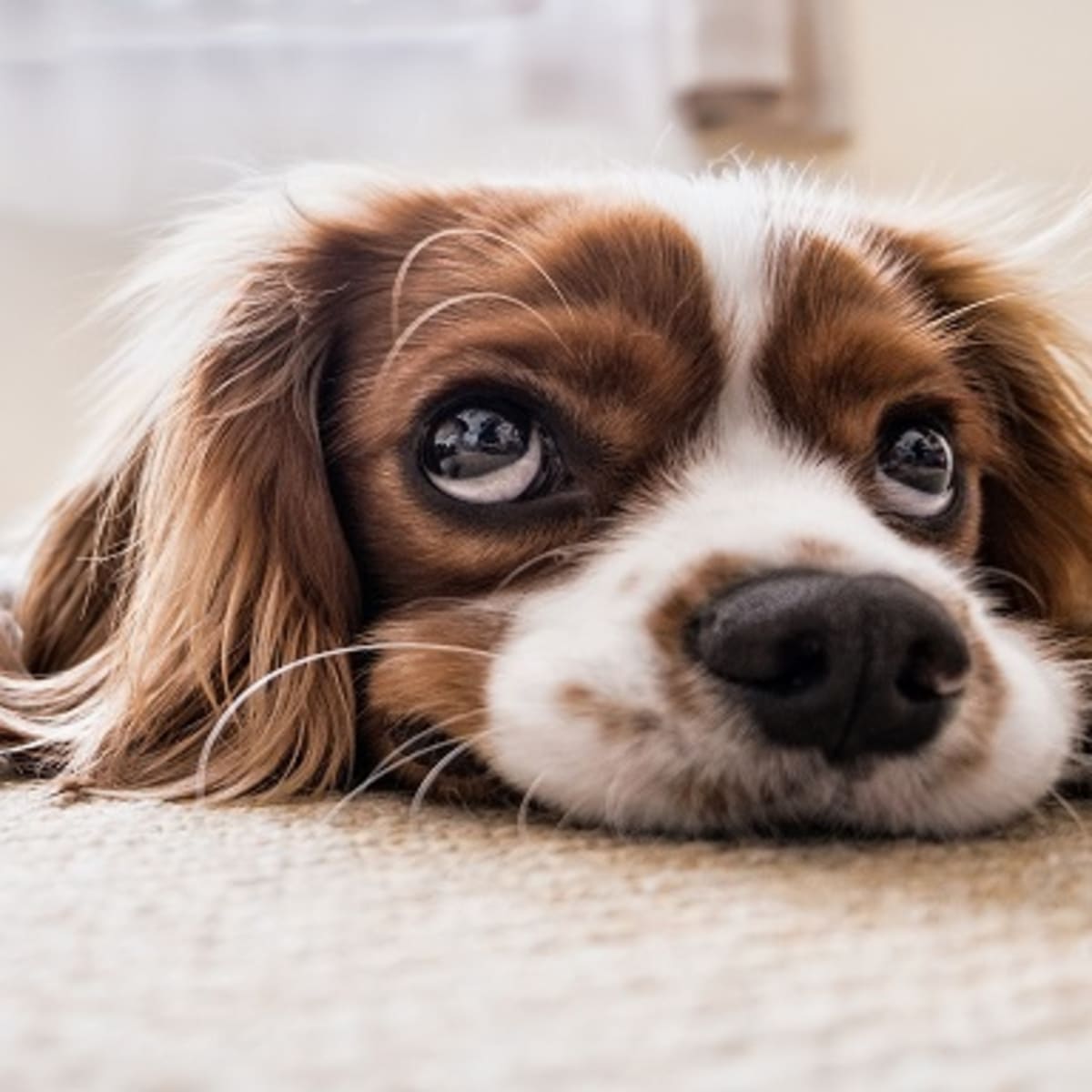Why Do Dogs Shred Pee Pads Dog Discoveries