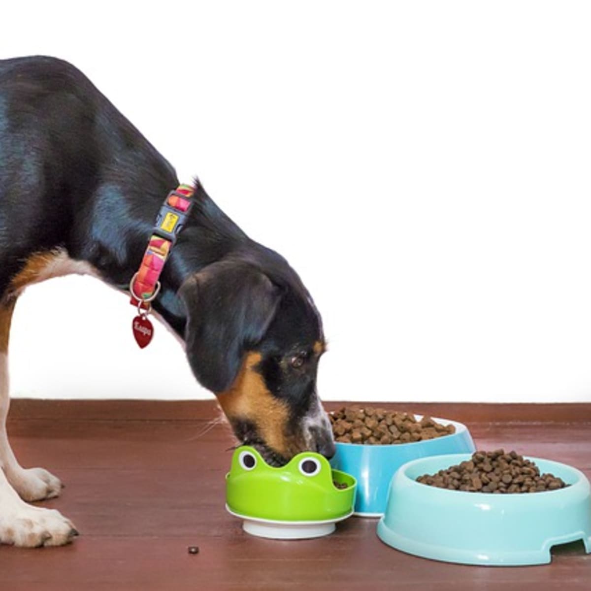 Dog allergic to metal bowl 2025