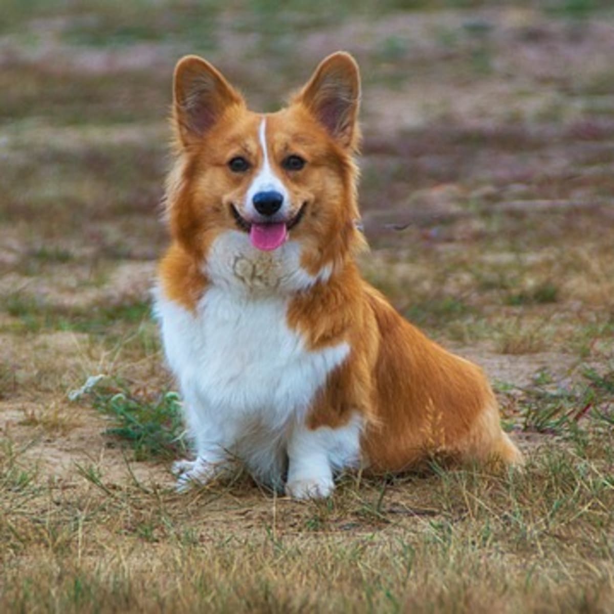 Corgis barking shop