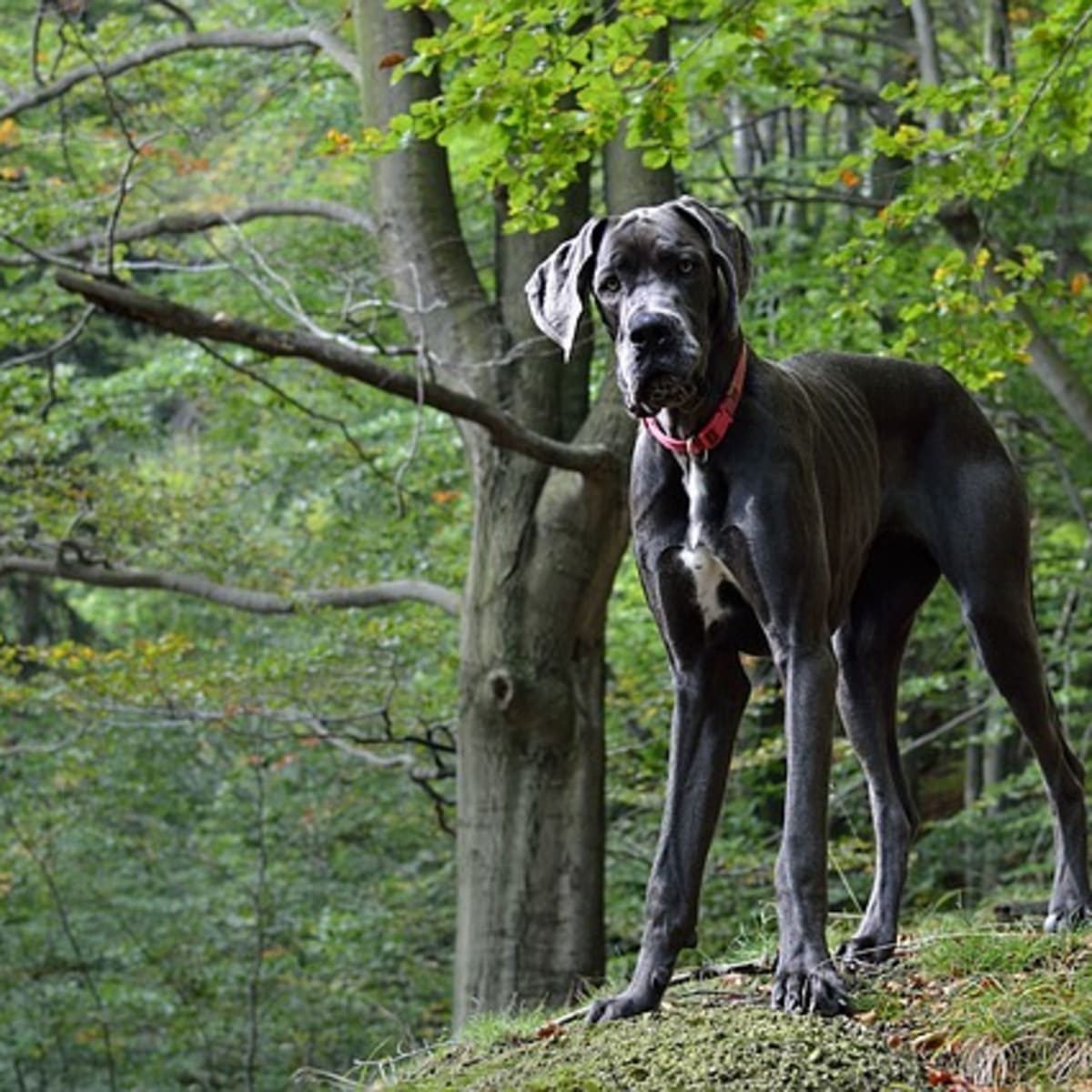 Great dane outlet killing boar