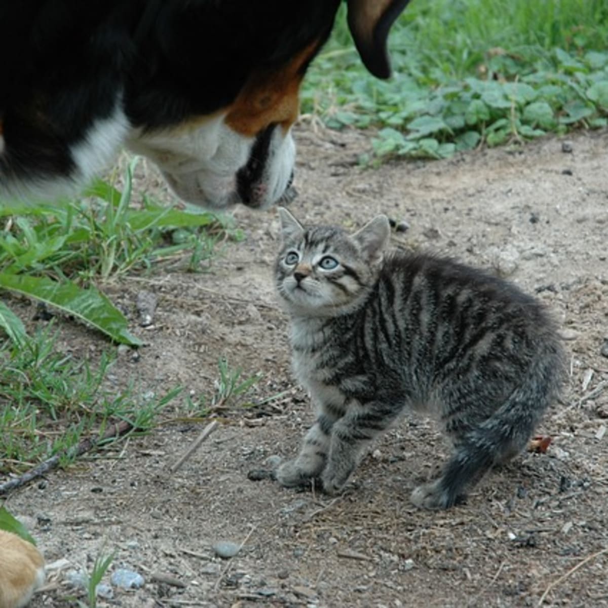 My dog chases my cat deals