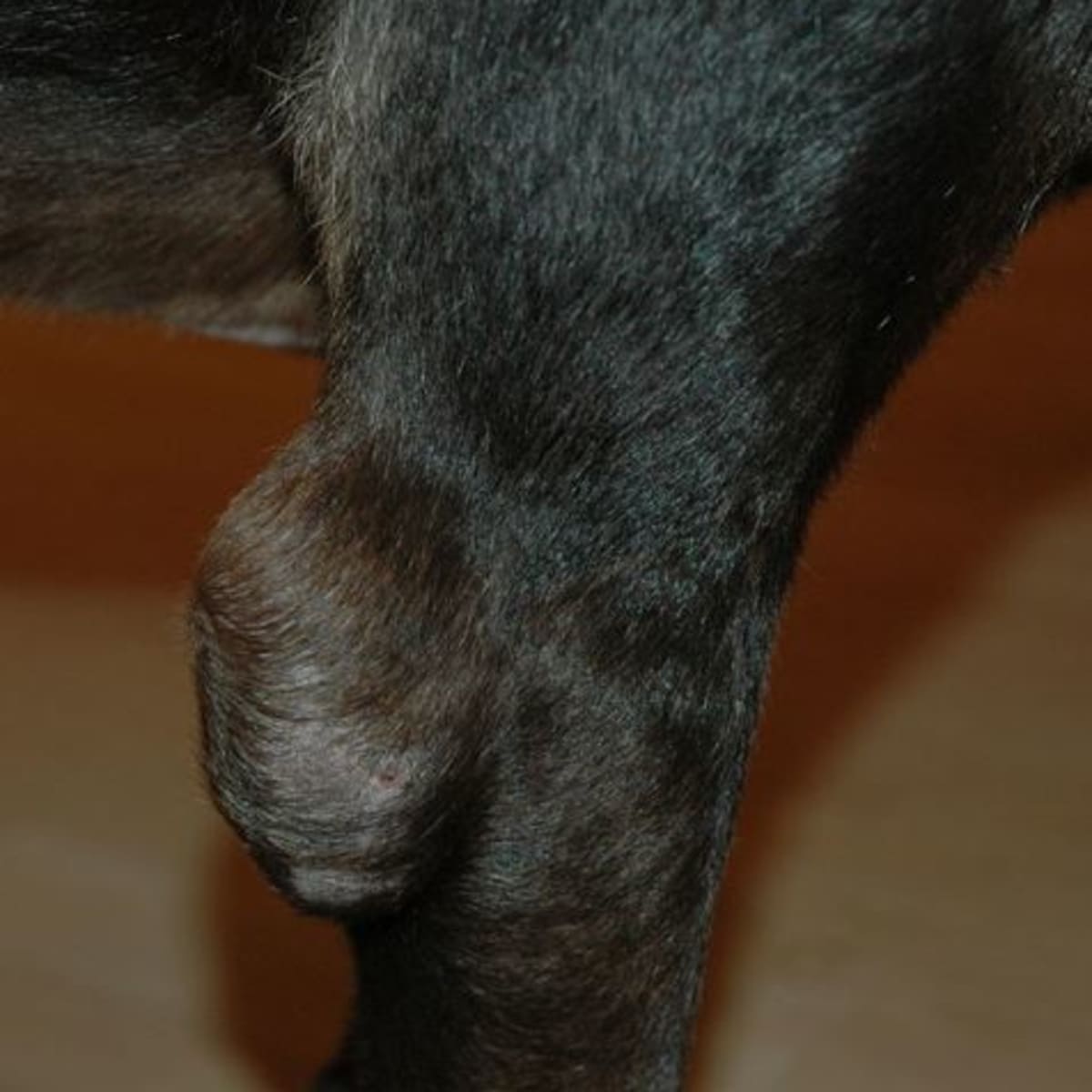Home remedy for dog elbow callus top