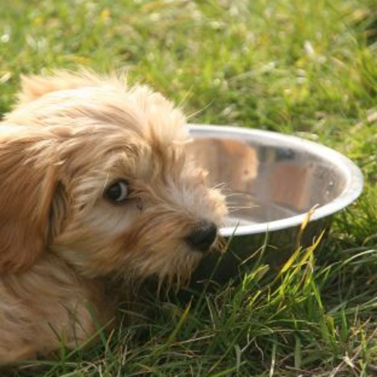 My dog vomits after drinking water sales