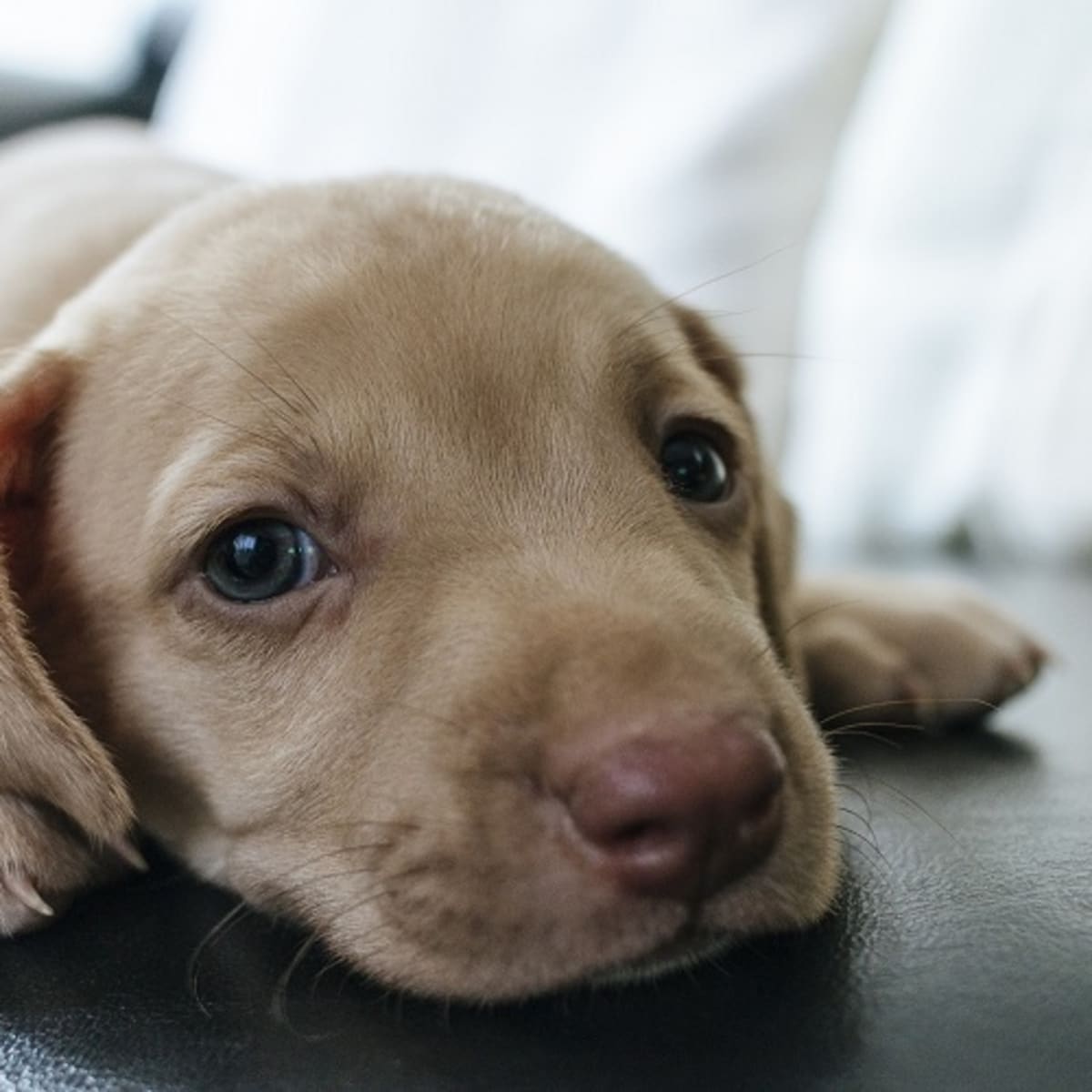 Dog ate shop a clorox wipe