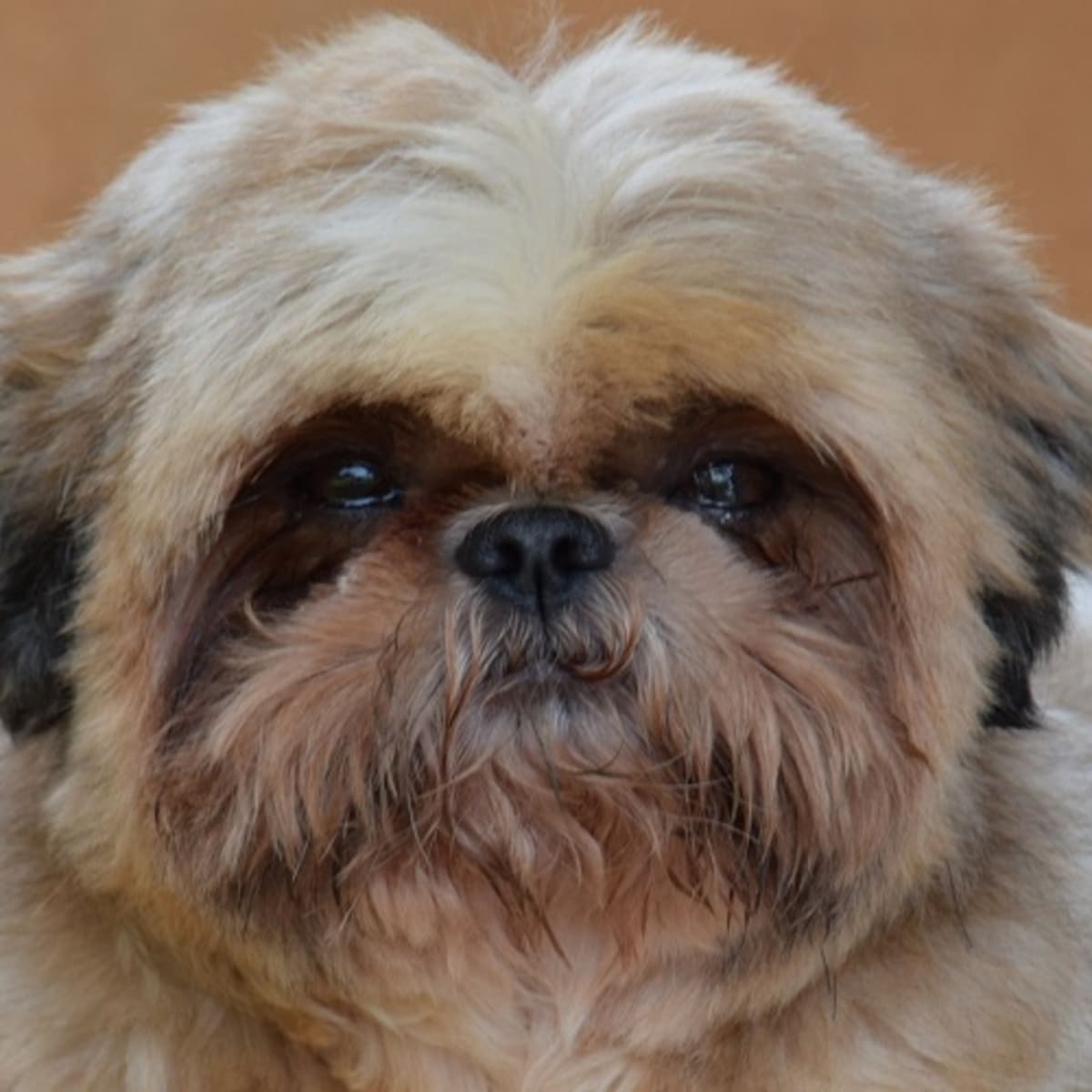 Ask the Vet My Dog Ate Raisins Dog Discoveries