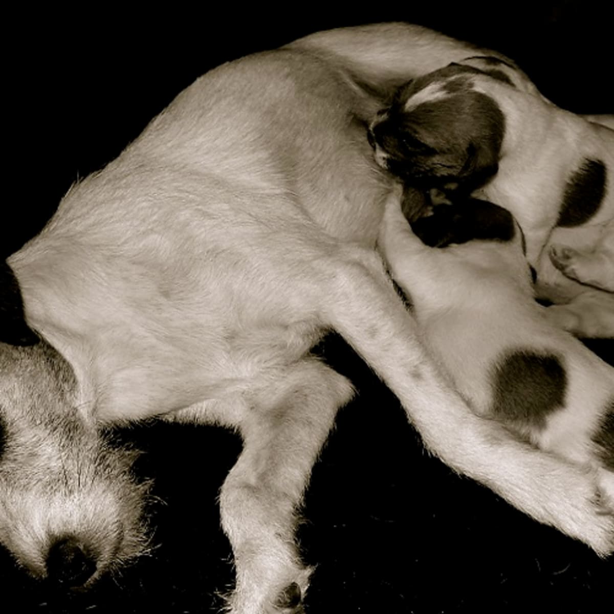 Help dog produce more on sale milk