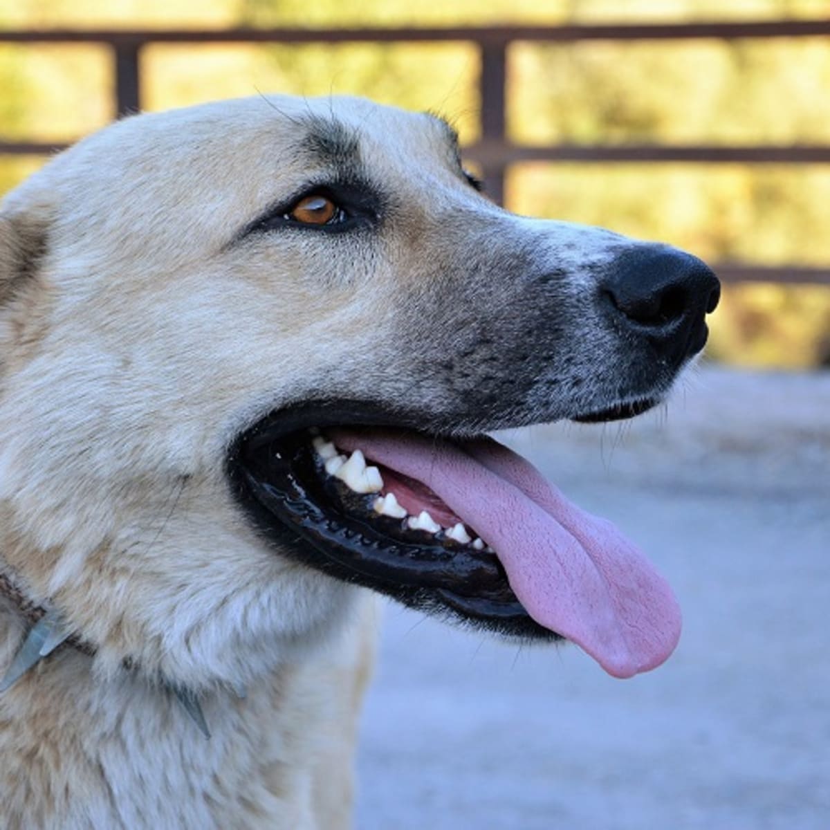 Help My Dog Keeps Swallowing Saliva Dog Discoveries