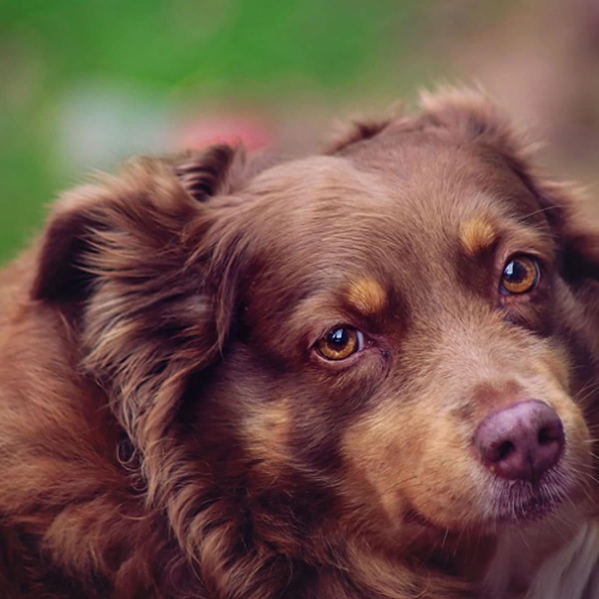 Causes of Odor in Female Dogs Dog Discoveries