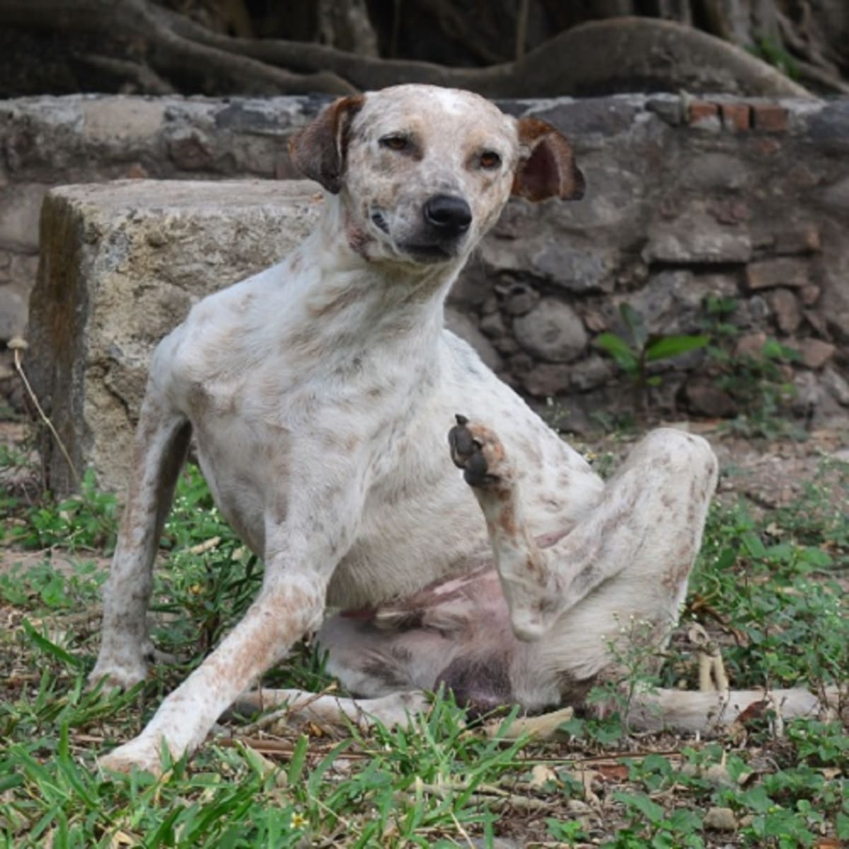 Sulphur bath hot sale for dogs