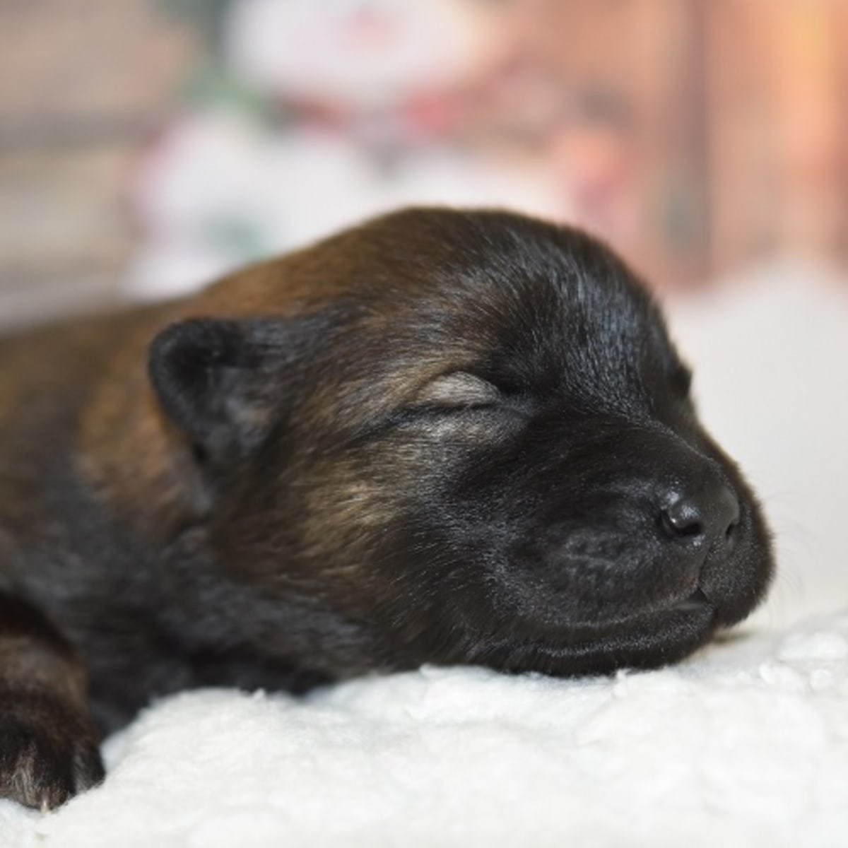Getting a new puppy after parvo cheap