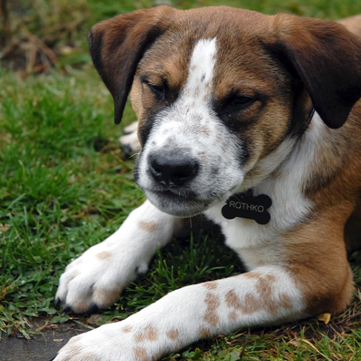 Help My Dog Ate a Black Widow Spider Dog Discoveries